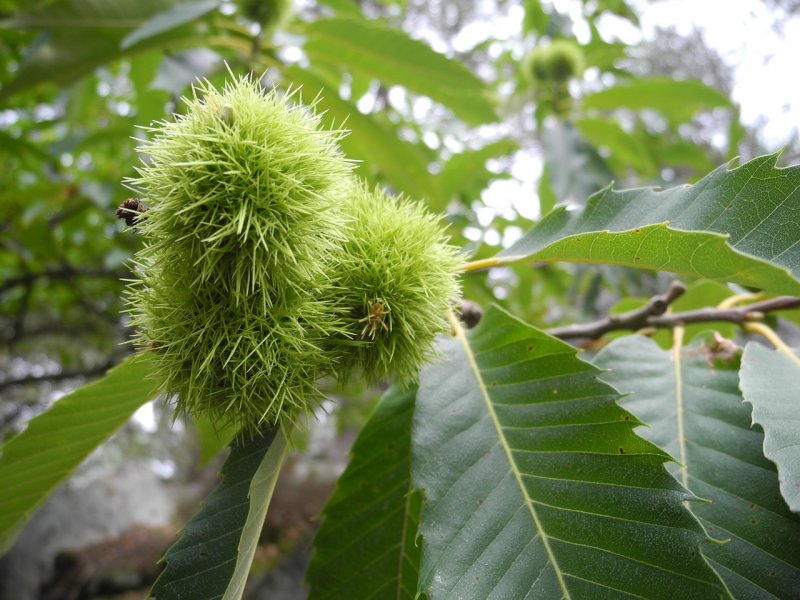 Каштан съедобный дерево Castanea Sativa