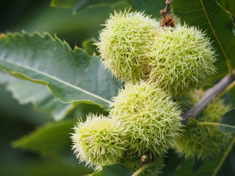 Каштан посевной (Sweet Chestnut)