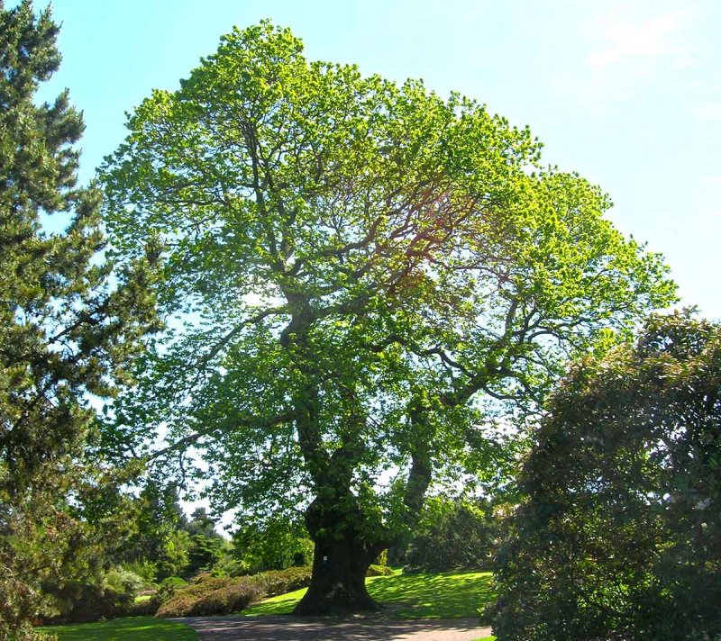 Каштан посевной (благородный) – Castanea Sativa