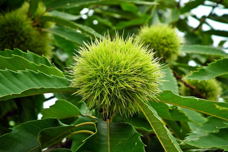 Каштан посевной (Sweet Chestnut)