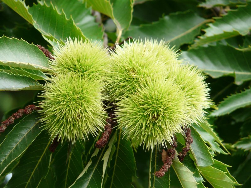 Каштан съедобный (Castanea Sativa)*
