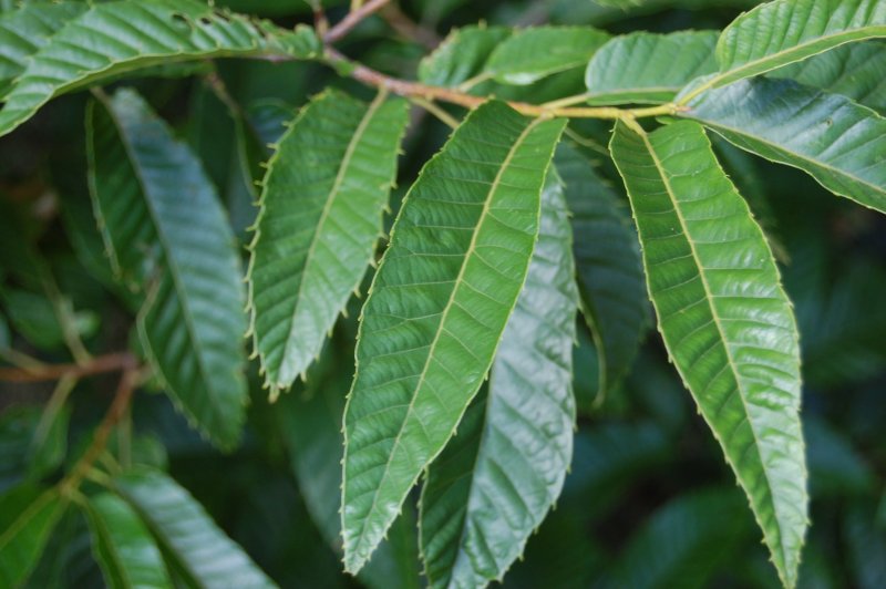 Castanea crenata