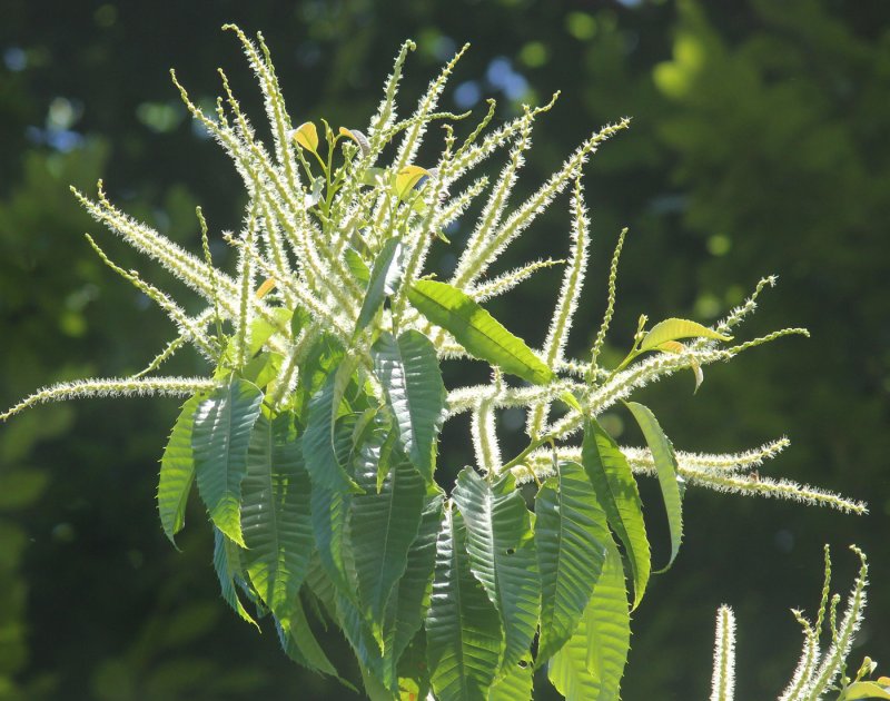 Castanea crenata