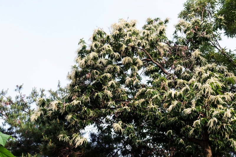 Castanea crenata