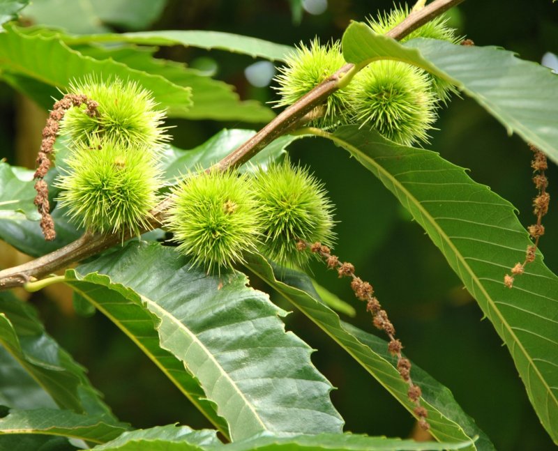 Каштан съедобный (Castanea Sativa)*