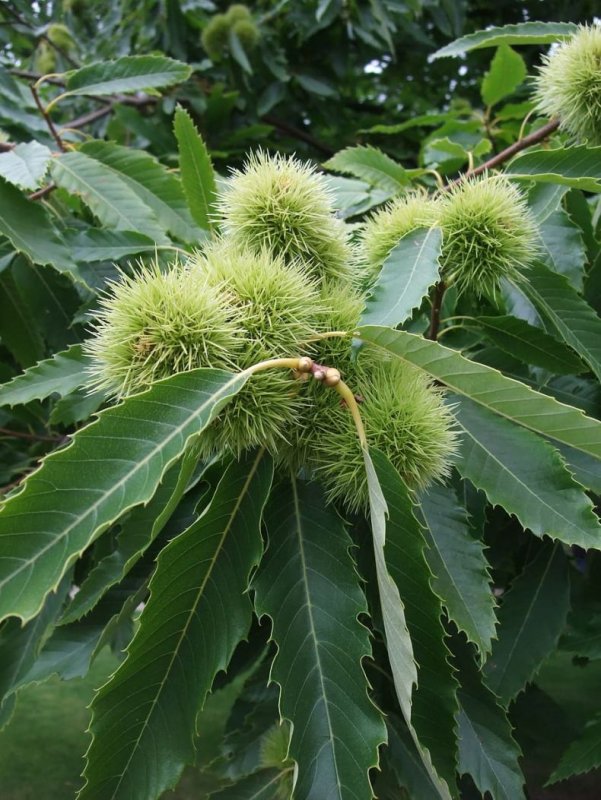 Каштан посевной – Castanea Sativa