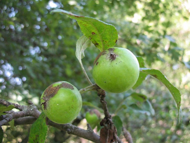 Malus sieversii