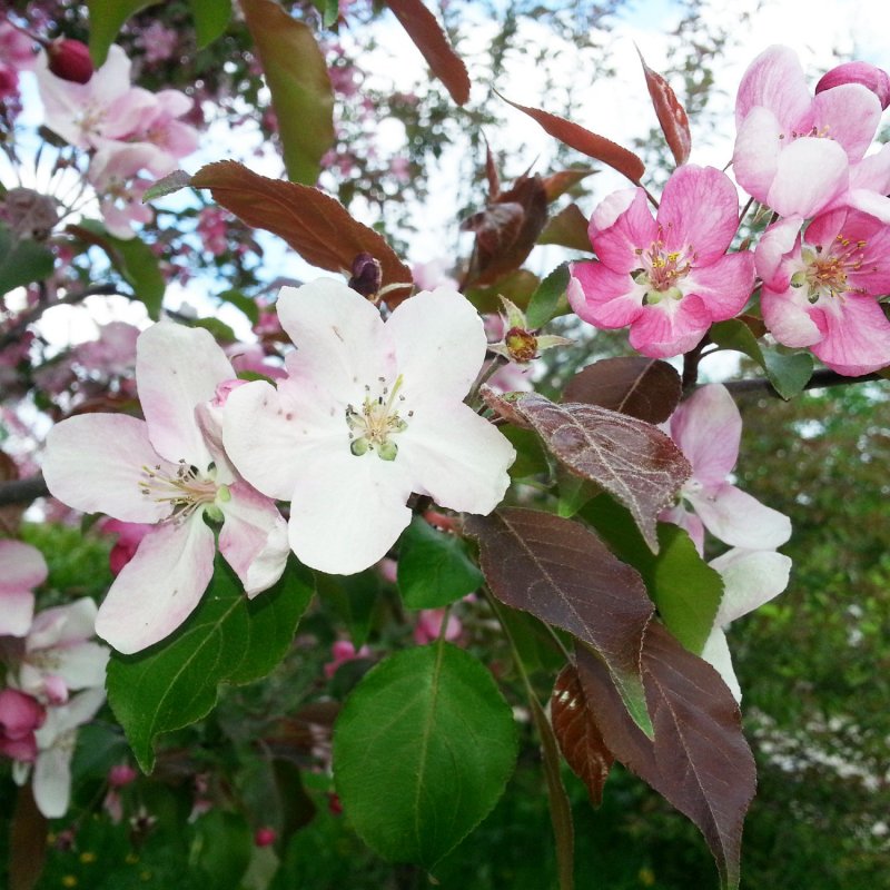Яблоня Дикая Malus Sylvestris
