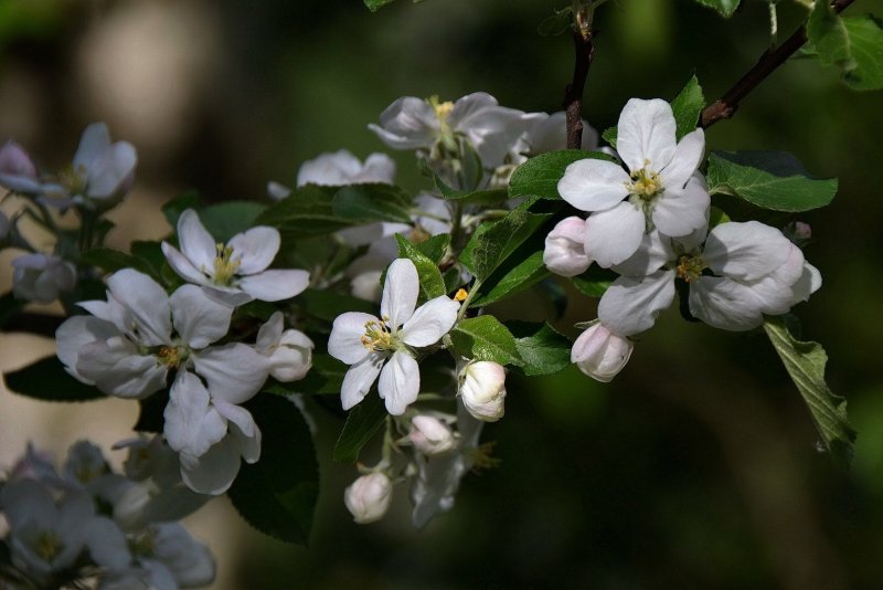 Malus domestica лист