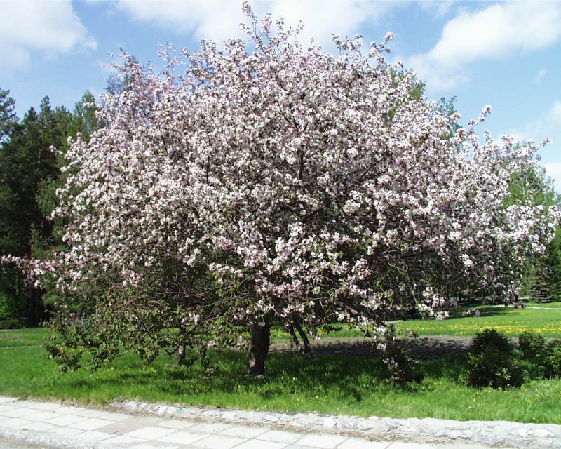 Яблоня Лесная Malus Sylvestris цветки