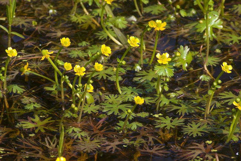 Лютик Гмелина Ranunculus gmelinii DC.