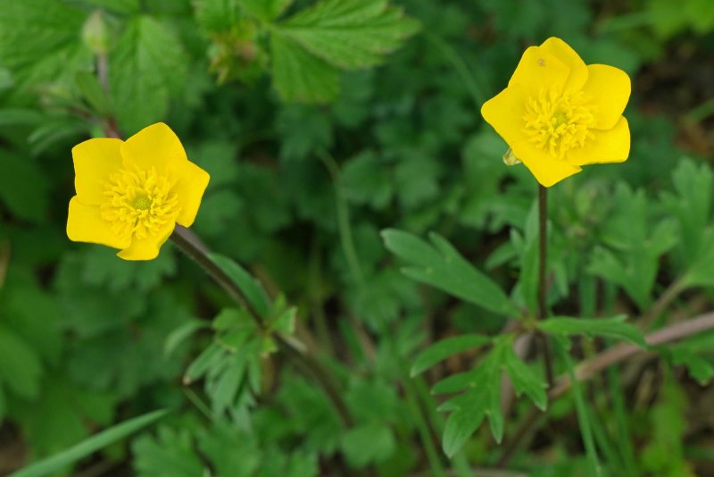 Ranunculus bulbosus (Лютик клубненосный