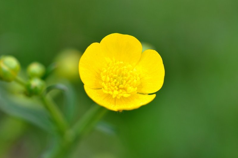 Лютик Ranunculus bulbosus