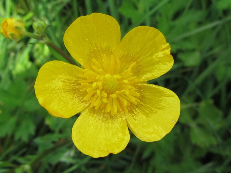 Ranunculus Acris Лютик едкий