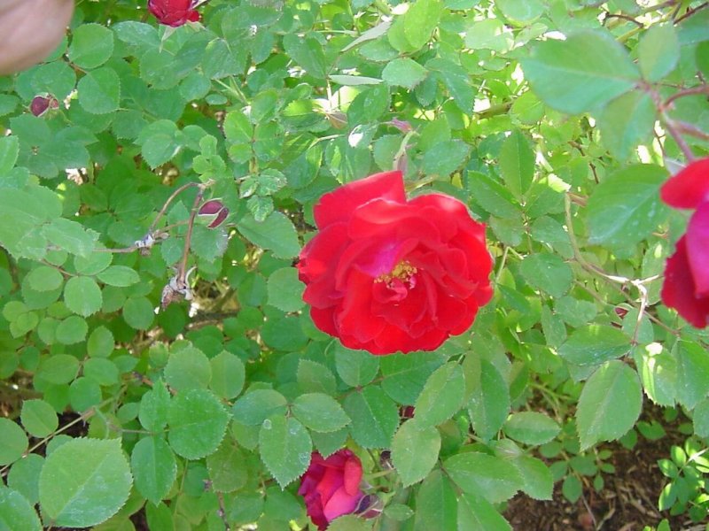22 Rosa (h) 'Adelaide Hoodless'