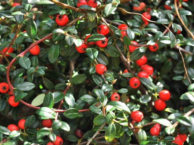Кизильник Cotoneaster horizontalis