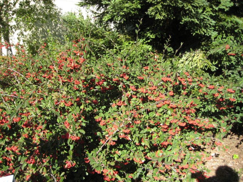 Кизильник алаунский Cotoneaster alaunicus