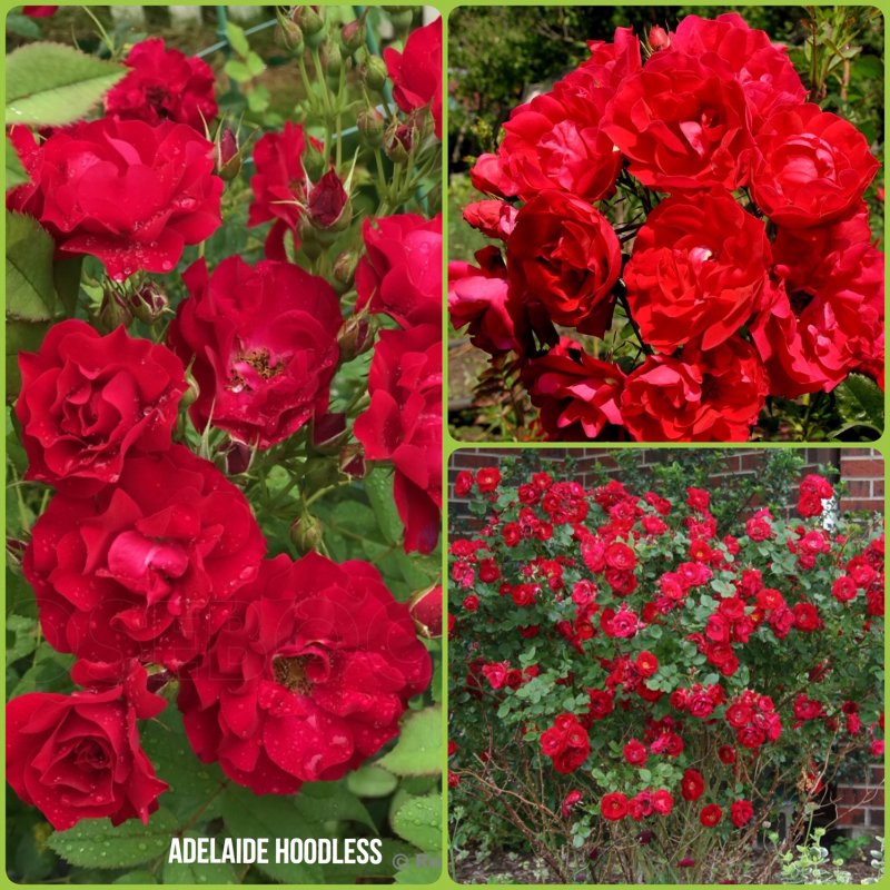 Роза Adelaide Hoodless Аделаида Худлесс