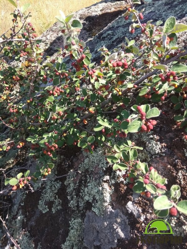 Кизильник Даммера Cotoneaster dammeri