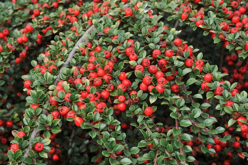 Кизильник — Cotoneaster: