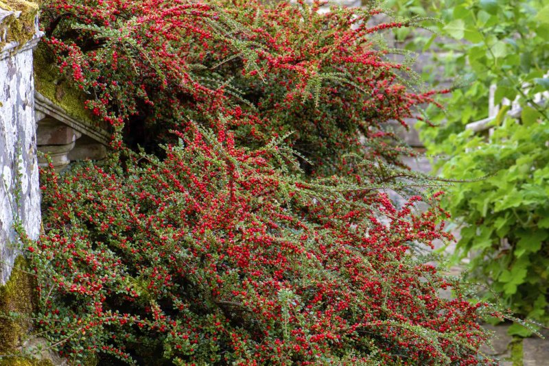 Кизильник горизонтальный (Cotoneaster horizontalis)