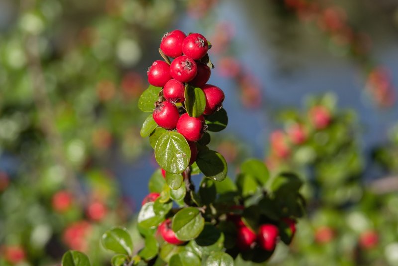 Кизильник пузырчатый Cotoneaster bullatus