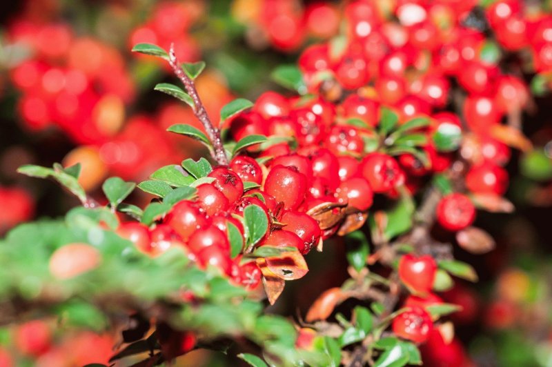 Кизильник гибридный Cotoneaster