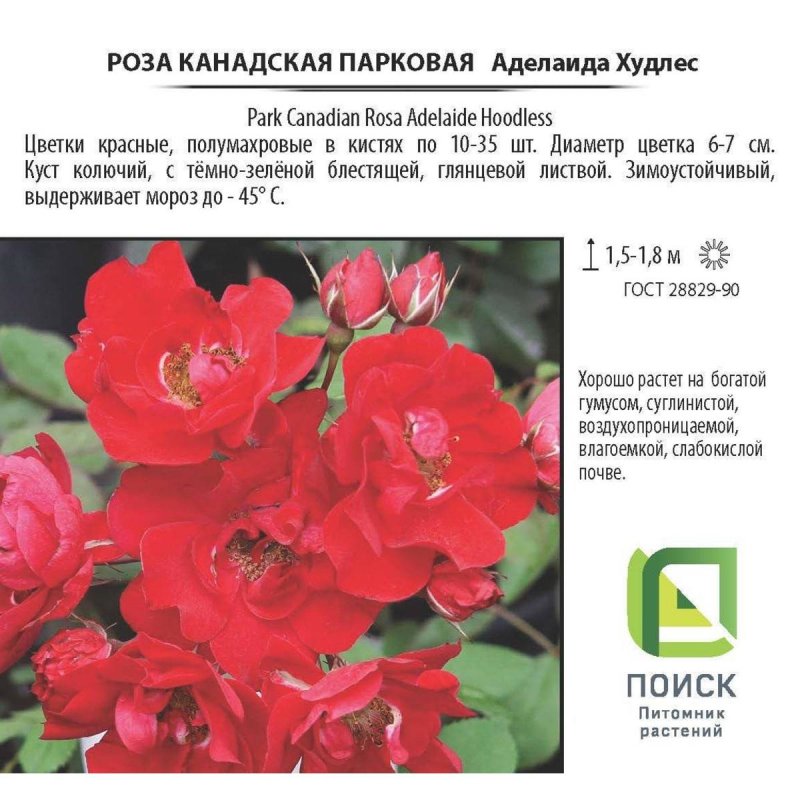 Аделаида Худлесс роза канадская