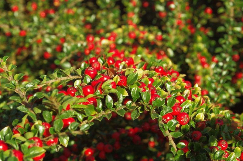 Кизильник крошечный Cotoneaster perpusillus