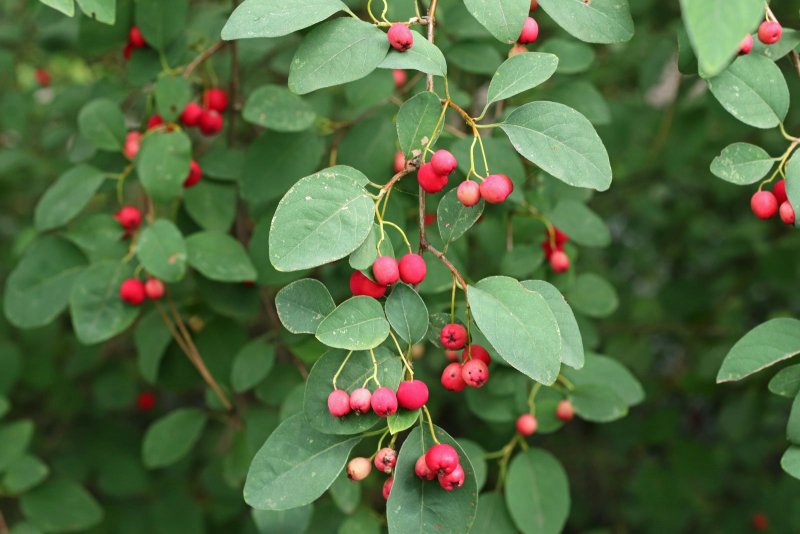 Кизильник Даммера Cotoneaster dammeri