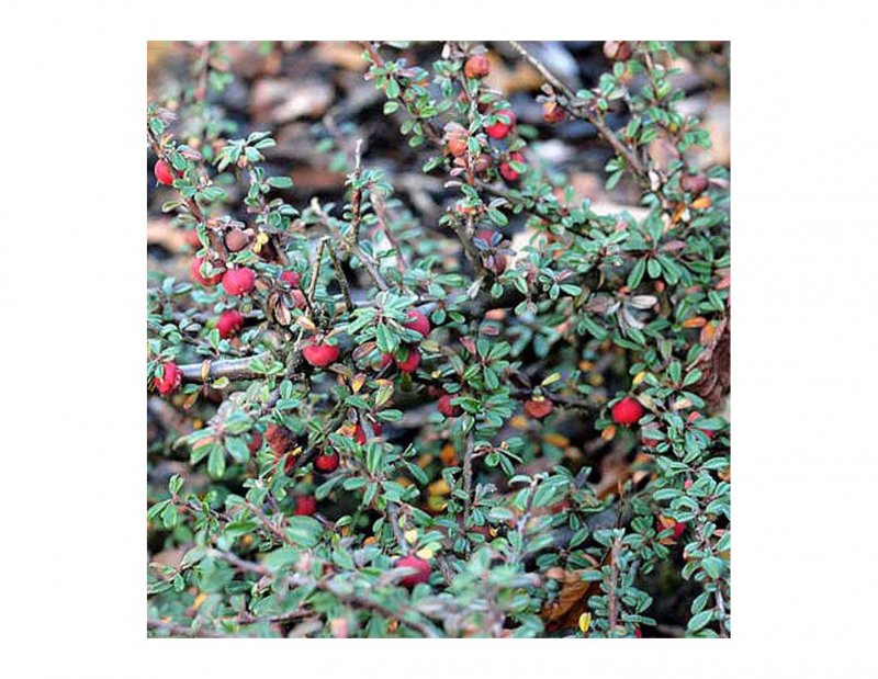 Кизильник Даммера Cotoneaster dammeri