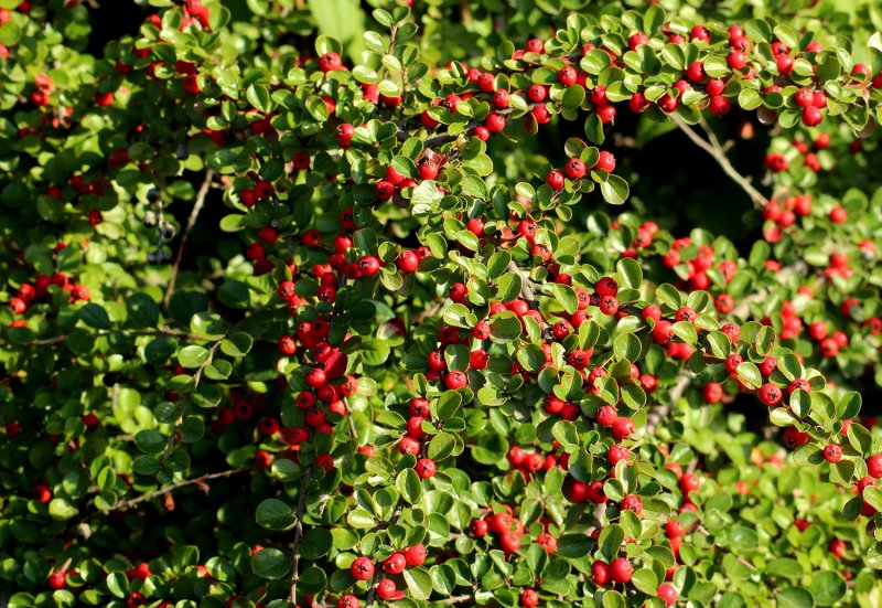 Cotoneaster uralensis