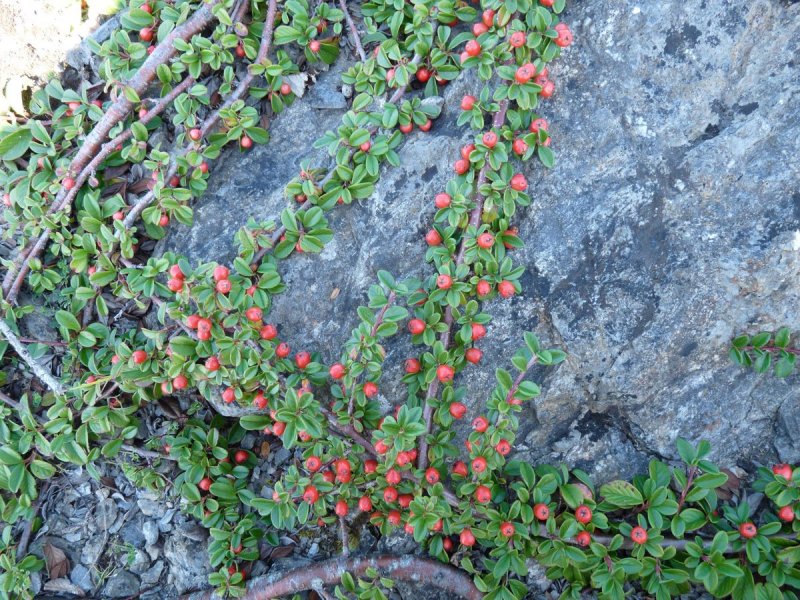 Cotoneaster uniflorus