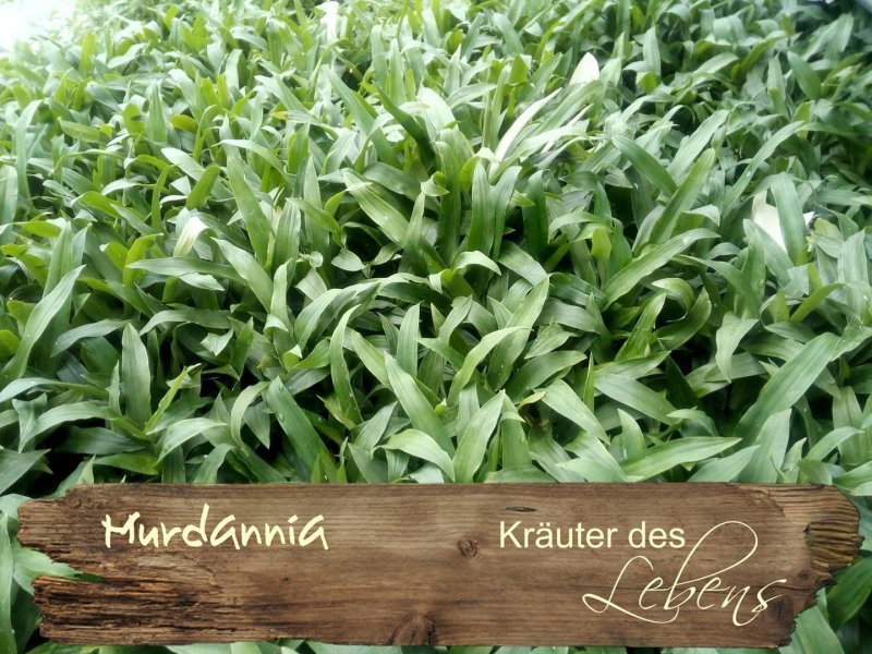 Мурдания кейсак (Murdannia keisak)