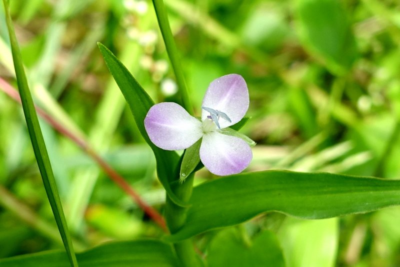 Murdannia semiteres