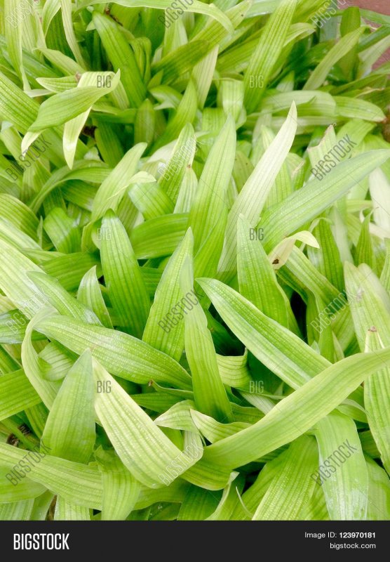 Murdannia keisak