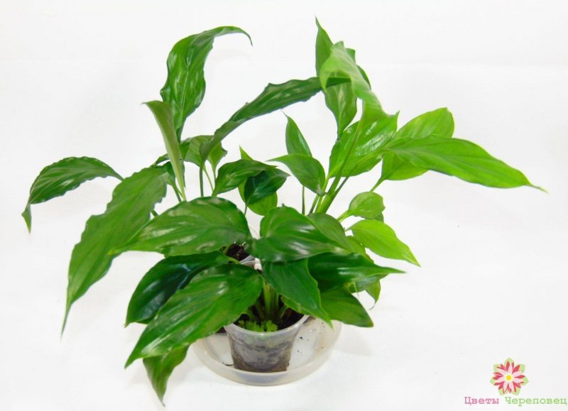 Sphaerocaryum malaccense