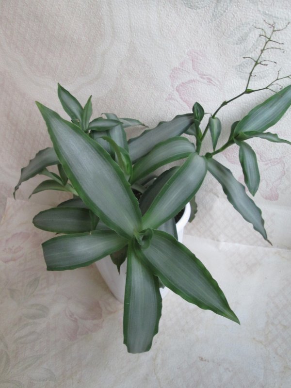 Мурдания кейсак (Murdannia keisak)