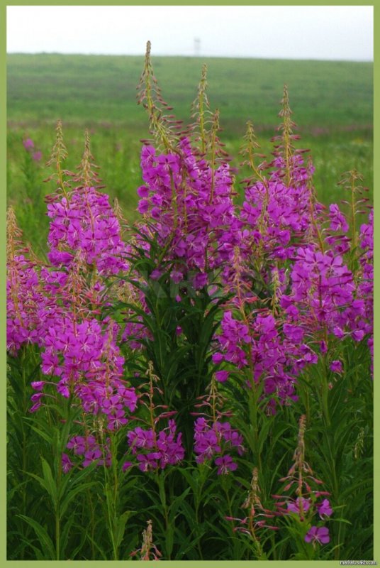 Fireweed Alaska