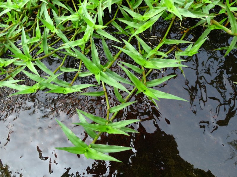 Micro Sword Plant