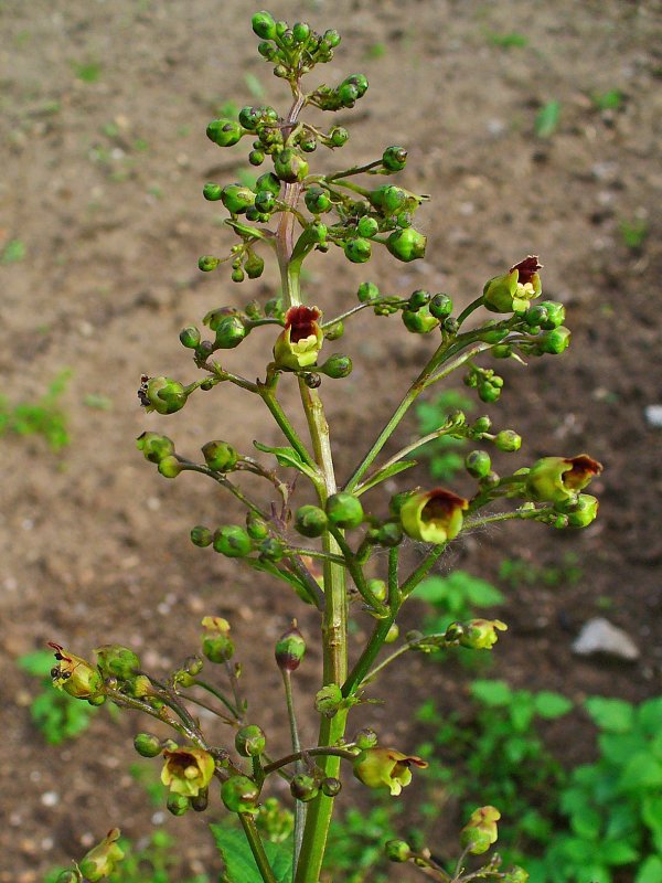 Норичник шишковатый Scrophularia nodosa