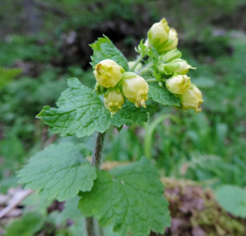 Норичник Тенистый – Scrophularia umbrosa