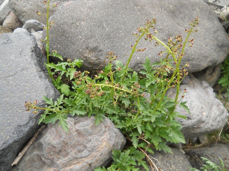 Норичник Тенистый – Scrophularia umbrosa