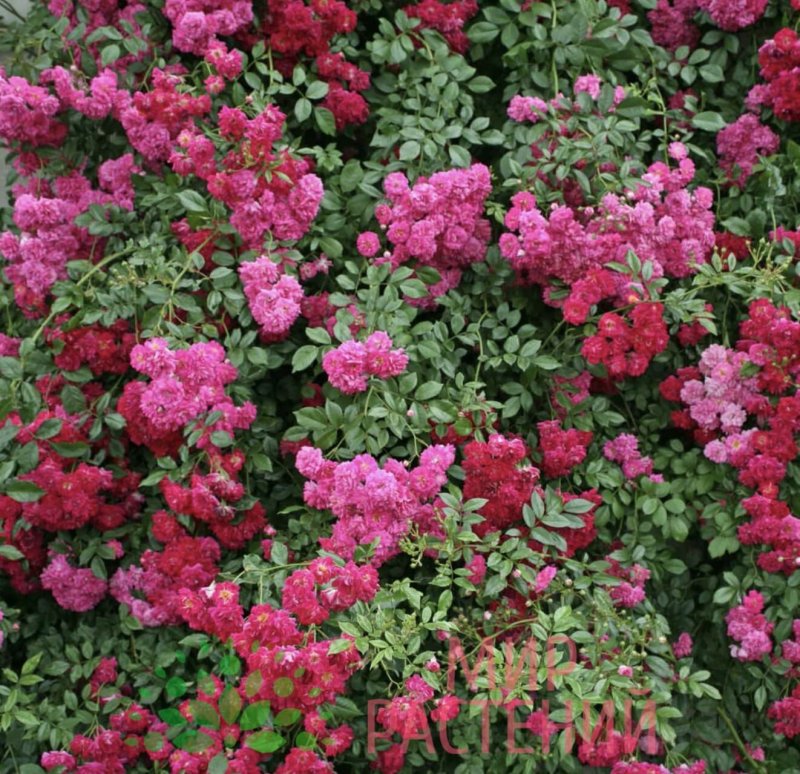 Роза Excelsa (Эксцельза)