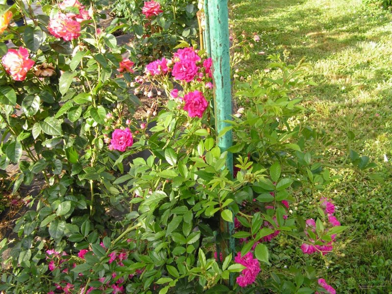 Роза Excelsa (Эксцельза)