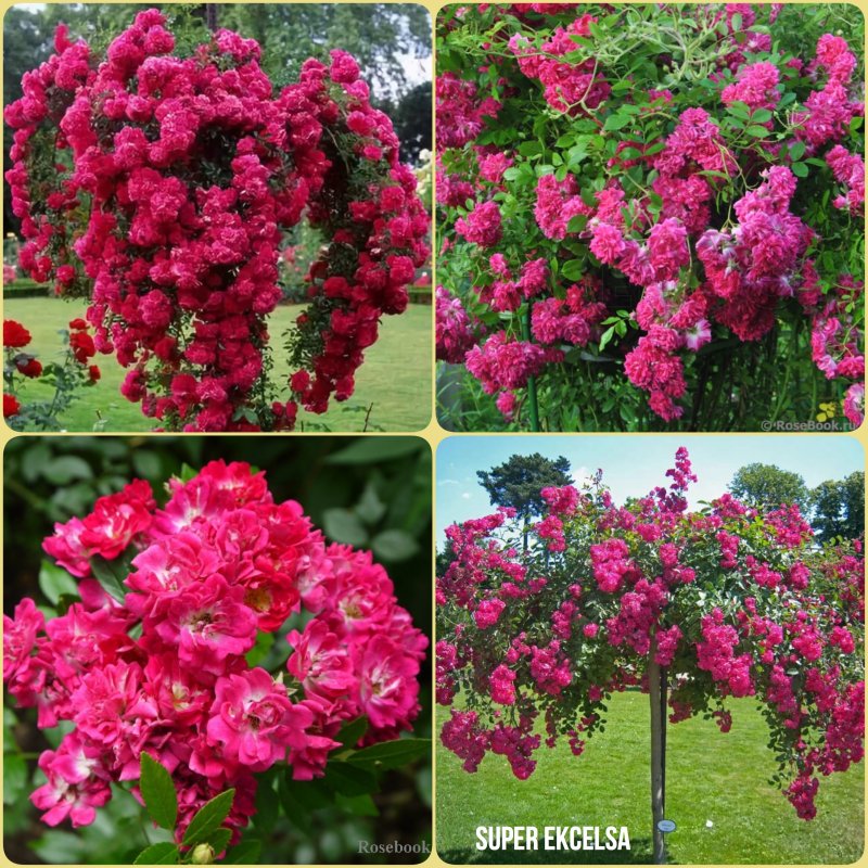 Штамбовая роза super Excelsa