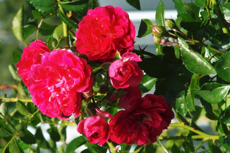 Роза Excelsa на обелиске