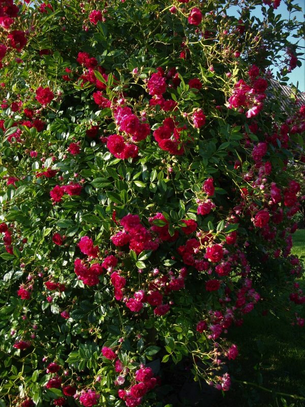 Роза super Excelsa Ленинградская область