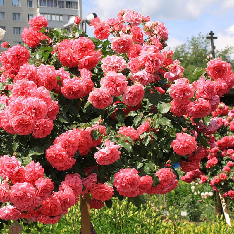 Роза Розариум
