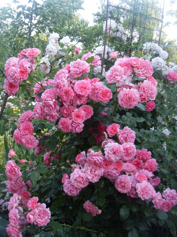 Роза Rosarium_Uetersen